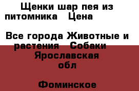 Щенки шар-пея из питомника › Цена ­ 15 000 - Все города Животные и растения » Собаки   . Ярославская обл.,Фоминское с.